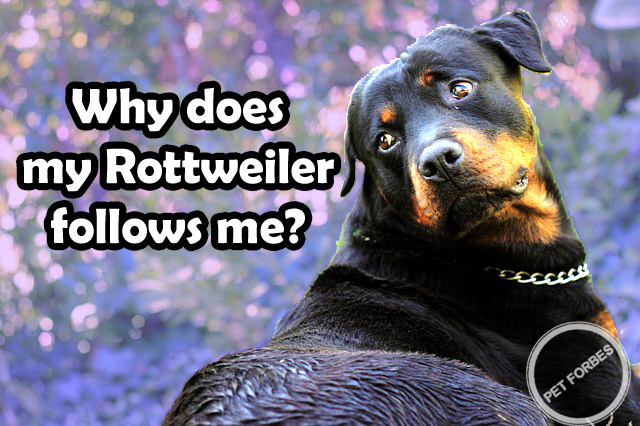 why does my rottweiler follow me everywhere? 2