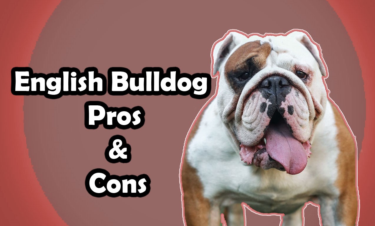 15 Pros And Cons Of Owning An English Bulldog - Pet Forbes